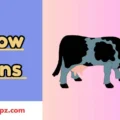 Cow Puns