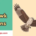 Hawk Puns