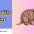 armadillo puns