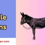 Mule Puns