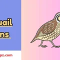 217+ Quail Puns Hilarious Jokes for Pun Lovers 2026