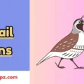 Quail Puns