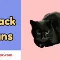 Black Puns