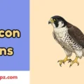 Falcon Puns