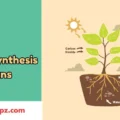 Photosynthesis Puns