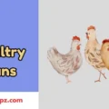 Poultry Puns