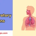 Respiratory Puns