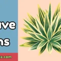 Agave Puns