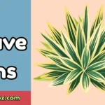 Agave Puns